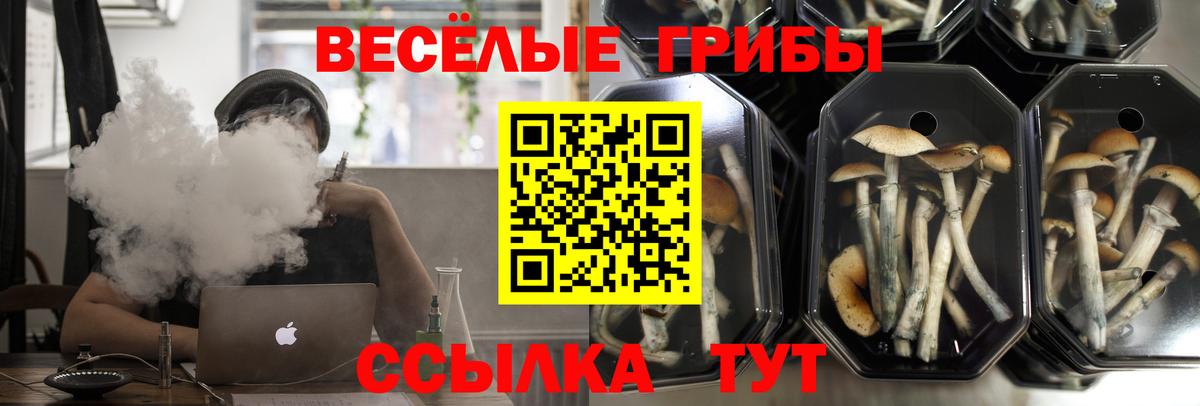 хочу наркоту  Вход с VPN  Ухта  Псилоцибиновые грибы Psilocybe 